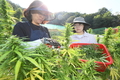 먹어도 됩니다! '식품용 대마' 수확 한창