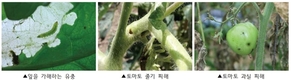 농촌진흥청, ‘토마토뿔나방’ 초기 집중 관리·영농지도 추진