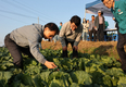 현장 맞춤형 기술지원 박차, 배추·무 가격 안정화 뒷받침
