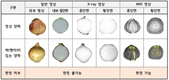 “양파 속 찍어보니 신선함이 보이네” 영상 기반 품질 예측 기술 개발