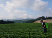 원예특작 신기술보급사업, 이상기상 대응 중심 추진