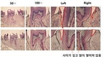 농촌진흥청, ‘옥수수잎 추출물’ 구강 건강 개선 효과 확인