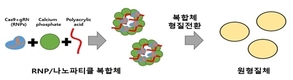 농촌진흥청, “버섯 품종 개발 빨라진다” 교배 핵심 유전자 밝혀내