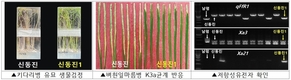 농촌진흥청, ‘신동진’ 명성 이어갈 ‘신동진1’ 개발