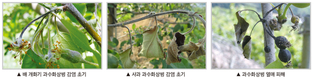 과수농가의 재앙 화상병을 줄이기 위한 첫걸음