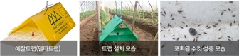 토마토 봄 작기 시작, ‘토마토뿔나방’ 사전방제 필수
