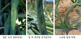 농작물 병해충 조기 발견·확산 차단 ‘중앙 예찰단’ 운영