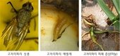 농작물 병해충 조기 발견·확산 차단 ‘중앙 예찰단’ 운영