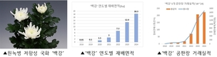 우리 국화 ‘백강’ 지역 맞춤 기술로 보급 늘고, 수출길 활짝