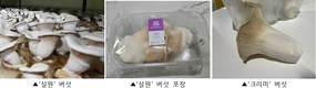 버섯 시장 새바람 “크고 쫄깃한 이색 느타리 뜬다”