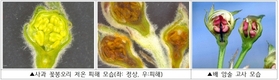 봄철 과수 냉해, 개화 전 영양제 살포로 예방