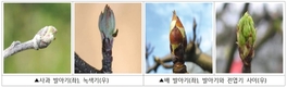 봄철 과수 냉해, 개화 전 영양제 살포로 예방