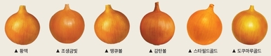 상품성·수확량은 기본! 뛰어난 내병성까지