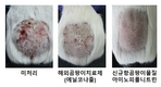 농촌진흥청, 소 버짐병 치료제 국산화 기반 마련