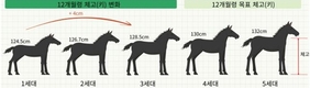 알디에이(RDA)승용마 방목, 제주 중산간 초지 누벼