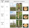 산불 피해 과일나무, 손상 정도 확인 후 생육 관리해야