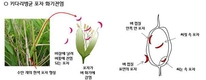 벼농사 시작, 올바른 종자 소독·건전 모 관리부터
