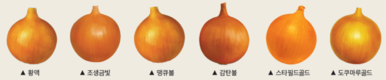 극조생~중만생까지 시기별 동오시드 양파 라인업