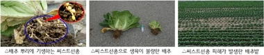 강원 고랭지 배추밭 해충 방제 강화…여름배추 안정 생산 총력