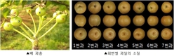농촌진흥청, 과수 착과 안정 기술지원… 저온 피해 최소화에 총력