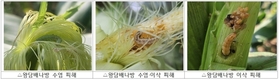옥수수 갉아 먹는 해충 미리 방제해야