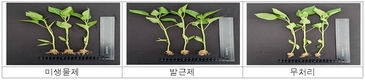 농촌진흥청 개발 복합기능 미생물, ‘파프리카 뿌리 발달’에 효과 커