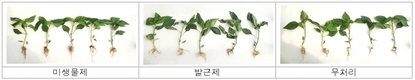 농촌진흥청 개발 복합기능 미생물, ‘파프리카 뿌리 발달’에 효과 커