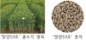 세대단축 육종 기술 첫 결실 ‘밀양53호’, 현장에 첫선