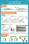 농촌진흥청 개발 기능성 검정콩 ‘소만’… 항산화 효과 탁월