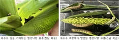편서풍 타고 국내로 날아든 ‘비래해충’, 수시 예찰·즉시 방제해야