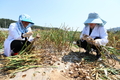 마늘 ‘홍산’ 수확 시기가 수확량 좌우