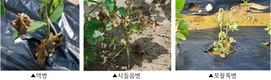 콩 첫 싹, 이렇게 관리해서 튼튼하게 키워요!