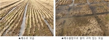 여름 장마 대비 사료작물 안정 생산 조건은?