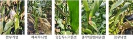 옥수수 병, 종류에 따라 방제법 달리해야