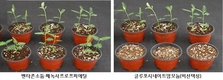 논콩 재배지 발생 ‘자귀풀’, 이렇게 방제