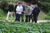 농식품부, 여름철 배추 생산·공급 안정을 위해 총력 대응!