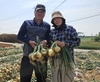 이상기후에도, 20년 양파 경력 중 ‘최고’