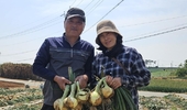 이상기후에도, 20년 양파 경력 중 ‘최고’