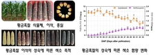 여름을 빛내는 ‘황금’ 옥수수로 맛과 건강 챙겨