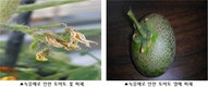 눈에 안 보이는 ‘토마토 녹응애’ 증상 살펴 방제하세요