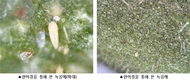 눈에 안 보이는 ‘토마토 녹응애’ 증상 살펴 방제하세요
