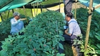 인삼 ‘천량’ 종자, 고온 대응 안정생산 기술지원