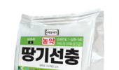 고랭지 배추…사탕무시스트선충 '경고등’