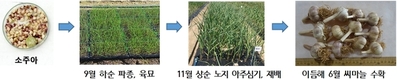 ‘씨마늘에 육묘 기술 적용’ 생산 기간 줄고, 비용 아끼고