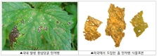 135년 전 식물 표본에서 곰팡이 유전자 염기서열 해독 성공