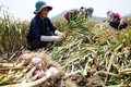 이상기상·생산비 부담 극복, 마늘 산업 경쟁력 강화 논의