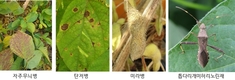 콩 개화기 이후 병해충 관리 힘써야