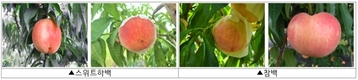 수출 유망 케이(K)-복숭아, 시기·품종별 선발체계 갖춘다