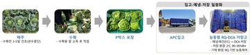 “봄배추 장기저장 기술로 9월까지 쭉” 여름철 배추 수급 안정 노력