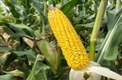 수량 많고 사료가치 높은 국산 사료용 옥수수 신청하세요